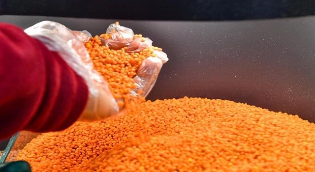 Mansur Yavaş'tan 400 ton kırmızı mercimek tohumu hibesi