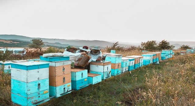 Propolisin Kilosu 10 Bin Türk Lirasına Dayandı