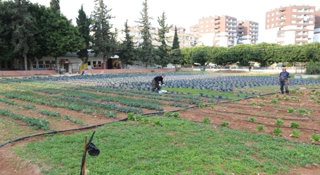 Tarlada üretip yanı başında satıyor