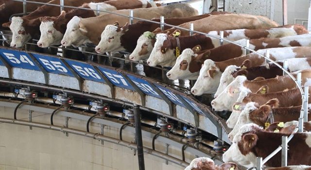Türkiye'nin en büyük çiftliğinde günde 80 ton süt elde ediliyor