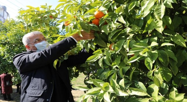 Turunçlar salata sosu olarak ekonomiye kazandırılacak