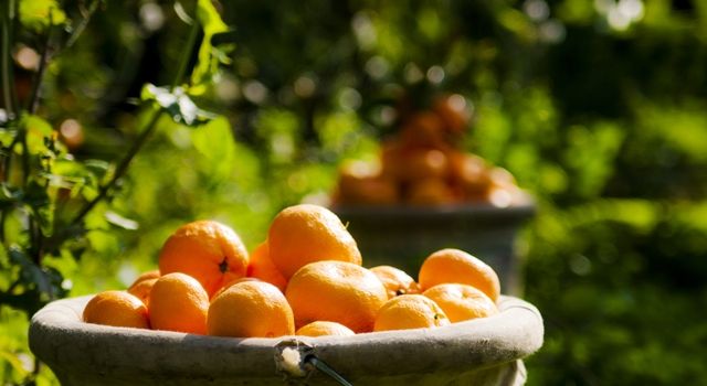 Antalya’da domates yüzde 44, sebze yüzde 17 azalırken, meyve fiyatları yüzde 76 arttı