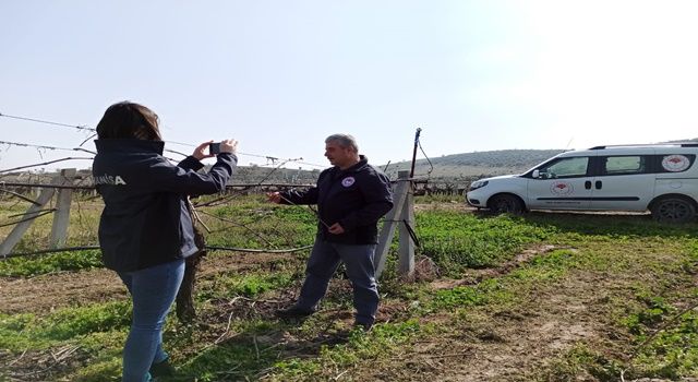 Bağ Üreticilerine Sahada ve Dijital Medya Üzerinden Teknik Destek Devam Ediyor