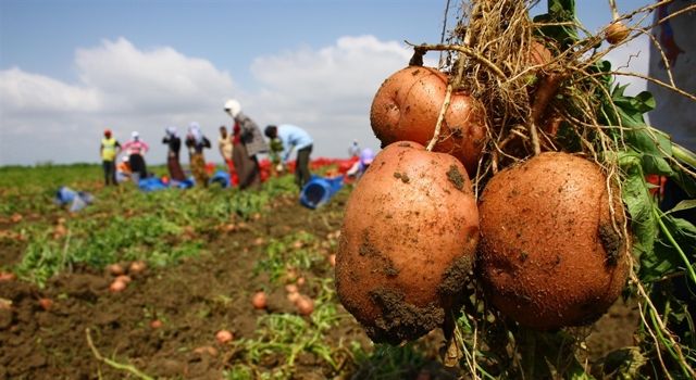 Belediyeler Üreticiden Patates Alacak