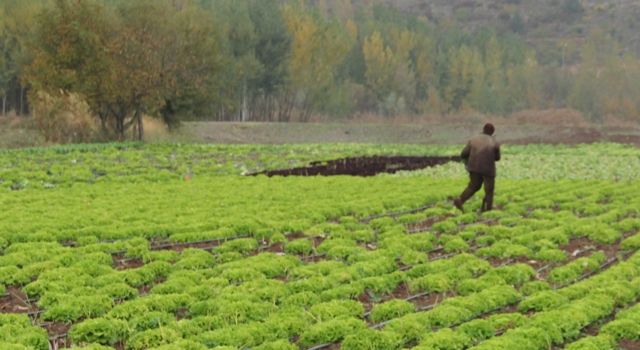 Çiftçinin enflasyonu yüzde 21,26 gerçekleşti