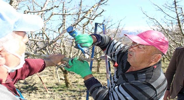 Elmalı’da çiftçilere budama eğitimi