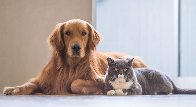 Sahipli Kedi Ve Köpeklerin Kimliklendirilmesi Zorunlu Olacak