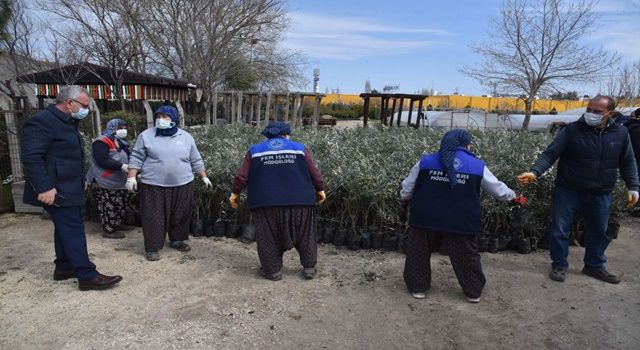 100 bin zeytin fidanı, 100 bin badem fidanı ve 1 milyon adet lavanta fidesi dağıtımına başlandı