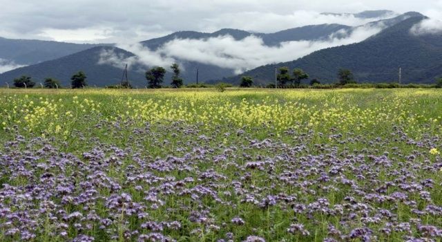 Azerbaycan, FAO-Türkiye Ortaklık Programı kapsamında uygulanan projelere katılıyor