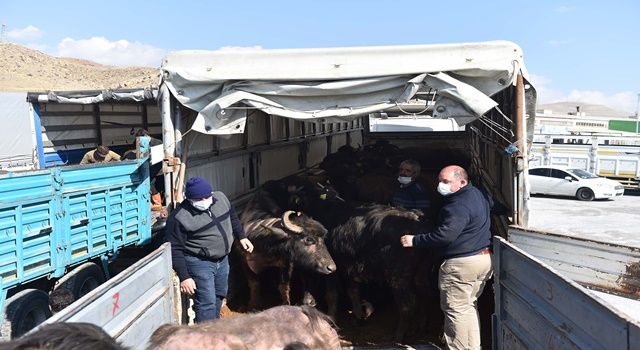 Başkent'te et ve süt üretimini artıracak destek başladı