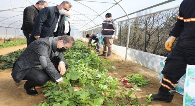 Belediyenin kurduğu seralarda yetişen sebzeler ihtiyaç sahiplerine ulaştırılıyor