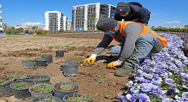 Büyükşehir’den kuraklığa dayanıklı çim üretimi