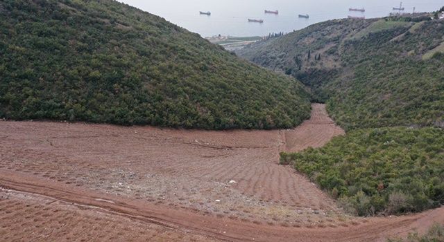 Hereke dolgu alanına 10 bin 500 ağaç dikildi