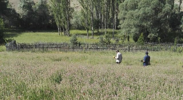 Giresun’da Yetiştiricilere Yüzde 50 Hibeli Yem Bitkisi Tohumu