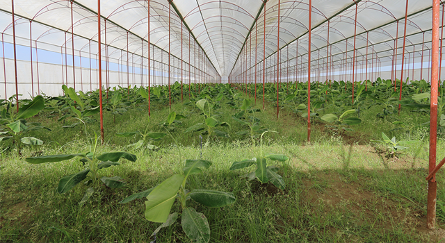 Muzlarda Fusarium Solgunluğu Hastalığı ile Mücadele için İş Birliği