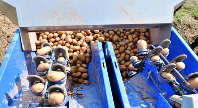 Samsun Büyükşehir Belediyesinden üreticiye patates tohumu desteği