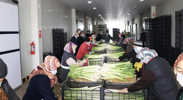 Samsunda Üretilen Sebzeye Yurtdışından Yoğun Talep!