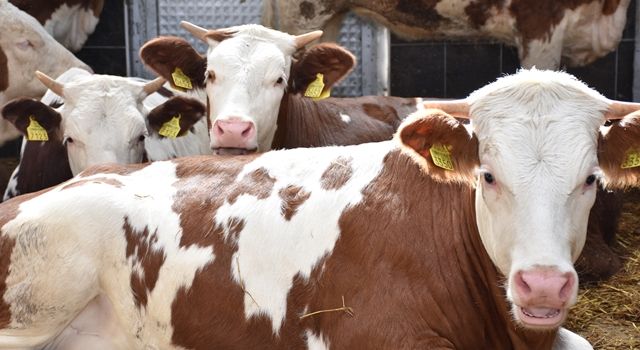 Tarım Kredi Kooperatifi: Çiğ süt alımları USK tavsiye fiyatlarından alındı