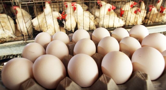 Tavuk Yumurtası Üretimi Yüzde 7,3, Tavuk Eti Üretimi Yüzde 8,2 Azaldı