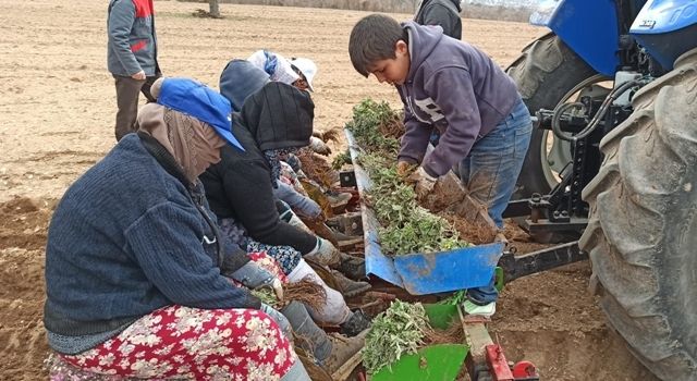 Üreticilere Alternatif Gelir İçin Adaçayı Fidesi Dağıtıldı