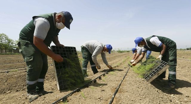 Aydın Belediyesi Çiftçilere Dağıtılacak Kuşkonmazların Dikimini Yaptı