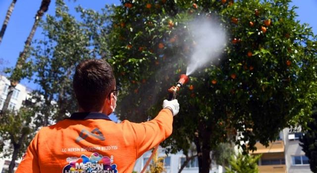 Mersin Büyükşehir, Akdeniz Meyve Sineği İle Mücadele Ediyor