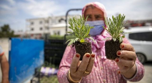 Mersin Büyükşehir, Gülnar’da 36 Bin 450 Adet Lavanta Fidesi Dağıttı