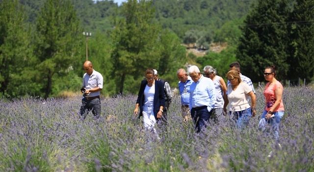 Muğla’da Büyükşehir 97 Bin 599 Aromatik Bitki Dağıttı