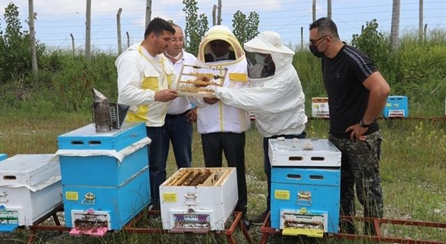 Samsun’da Ana Arı Üretim Merkezi Faaliyete Geçti