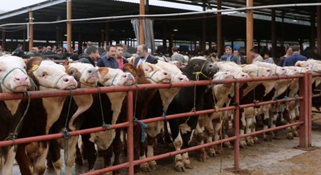 Samsun’da hayvan pazarları 1 Haziran günü açılıyor