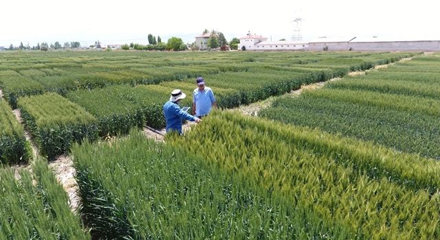 Tekfen Tarım’dan Türk çiftçisine yerli ve milli 3 yeni buğday çeşidi