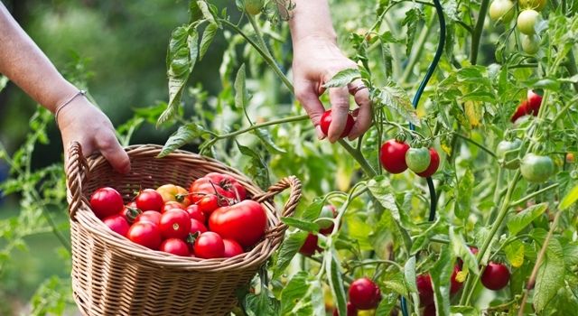 Türk çiftçisi pandemi şartlarını hafifletti