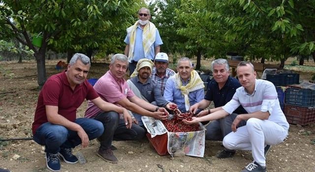 Arabacıbozköy'de Kiraz Hasadı Başladı