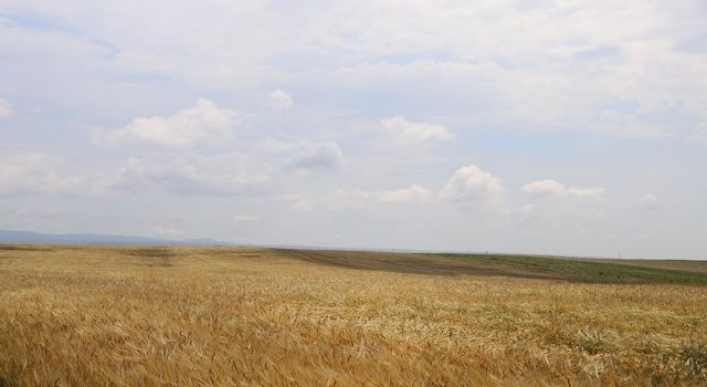 Büyükşehir Tarlalarında İlk Mahsul Sevinci