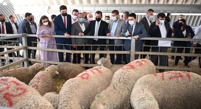 Büyükşehir Üreticilere Damızlık Koç Dağıttı