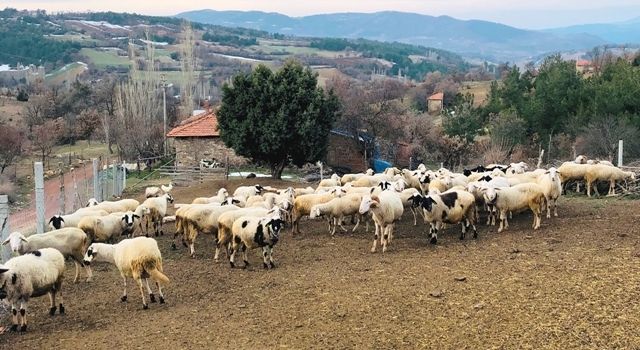 Damızlık Küçükbaş Hayvan İşletmelerine Yüzde 85 Hibe Desteği Verilecek