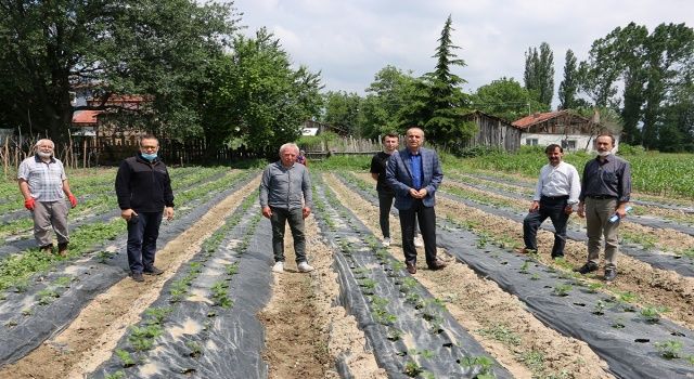 Gelişen Bitkisel Üretim, Artan Birim Alan Geliri