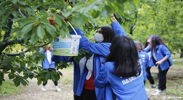 Gençler kiraz hasadına destek verdi