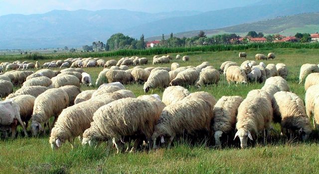 Giresun’da Anaç Koyun Keçi Destekleme ödemeleri başladı