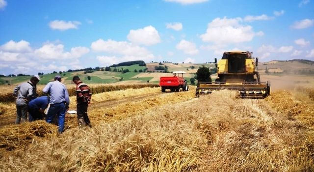 Samsun’da Buğday Hasat Sezonu Başladı