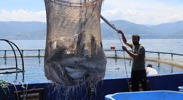 Samsun’da Türk Somonu Hasadı