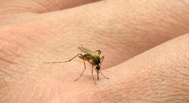 Sivrisinek Isırığı Alerjisi ve Korunma Önlemleri