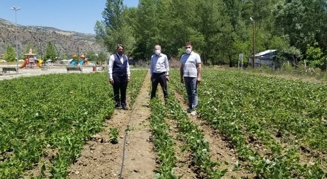 Siyez Buğdayı ve Çamoluk Şeker Kuru Fasulyesi ’ne Yapılan Yatırımlar Meyvelerini Veriyor