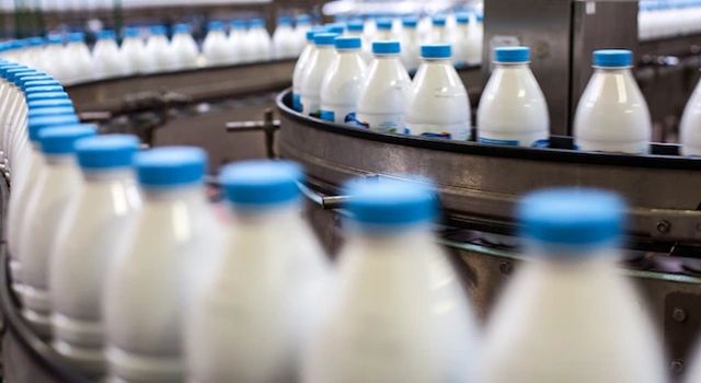 Toplanan İnek Sütü Miktarı Yüzde 1,8 Arttı