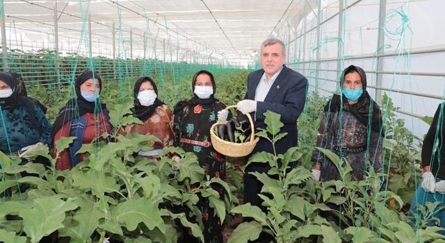 “Toplum Temelli Seracılık” Projesinde İlk Hasat Yapıldı