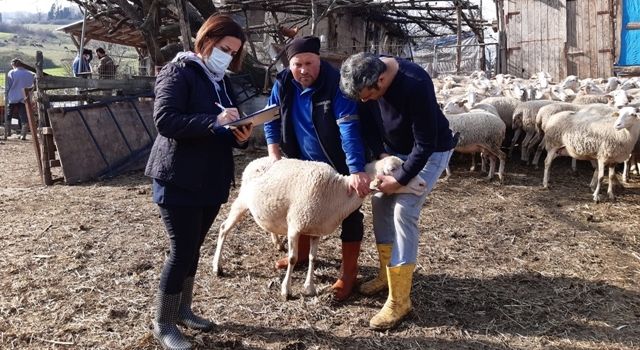 Yetiştiricilere 313 Bin Lira Anaç Koyun Desteklemesi Ödenecek