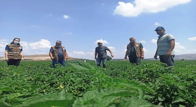 Akhisar İlçe Tarım Müdürlüğü Tarlada, Çiftçinin Yanında