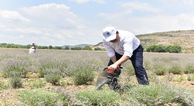 Altıeylül'de Lavanta Hasadı Başladı