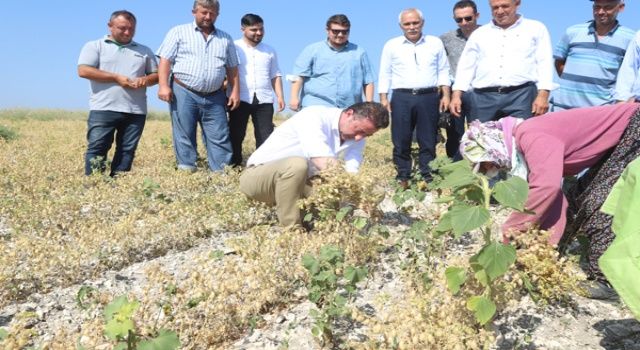 Bandırma'da nohut hasadı başladı