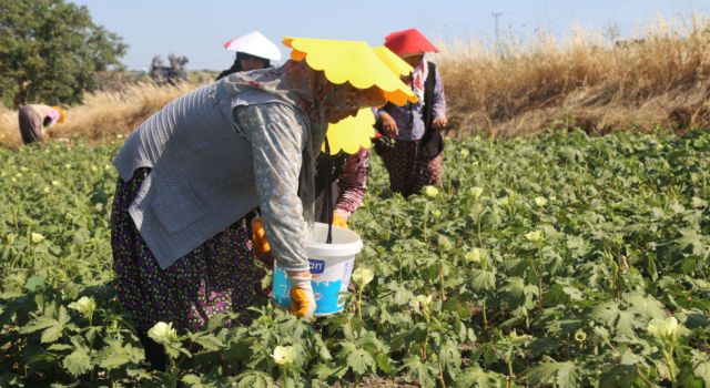 Büyükçekmeceli kadınlar ürettikleri bamyanın hasadında buluştu